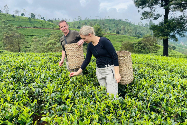 Sri Lanka: 10-dniowa wycieczka z Sigiriya, Kandy i Ella