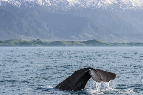 Private Kaikoura Whale Watching Day Trip from Christchurch