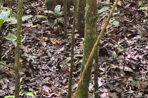 San José: Manuel Antonio National Park Tour with Lunch