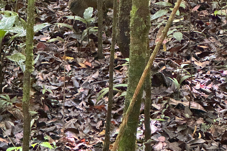 San José: Manuel Antonio National Park Tour with Lunch