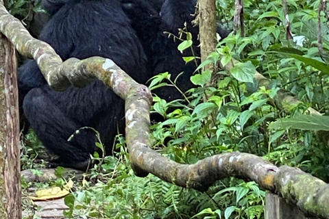 Bwindi Inpenetrable NP: 3-Day Gorilla Trekking Trip-