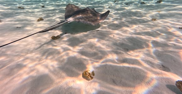 Cozumel: Marine Life Scuba Diving Experience