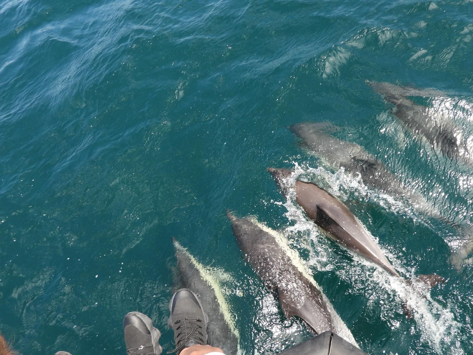 Von Jerez: Delfinbeobachtungstour in Gibraltar mit Freizeit