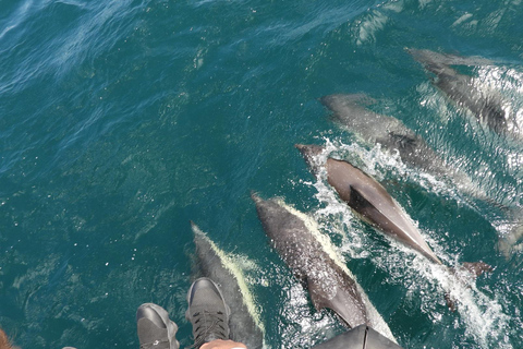 From Jerez: Gibraltar Dolphin Watching Tour with Free Time
