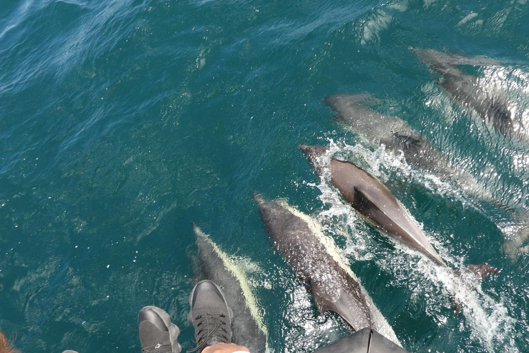 From Cádiz Bay: Gibraltar Dolphin Watching Tour