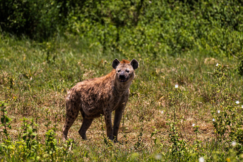 From Zanzibar: 2-Day Serengeti Park Safari Tour with Flights