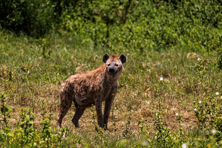 From Zanzibar: 2-Day Serengeti Park Safari Tour with Flights