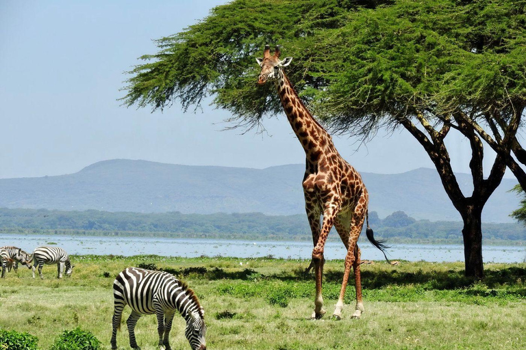 6 Days Great Lakes of Kenya and Masai Mara Safari