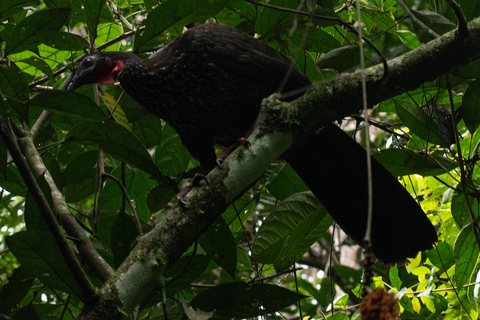 Sierpe : Caminata en Corcovado N. P.