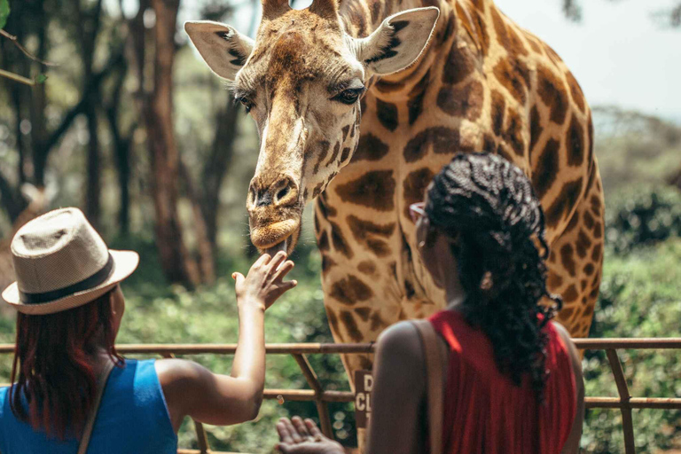 Nairobi National Game Drive and Giraffe Centre Guided Tour