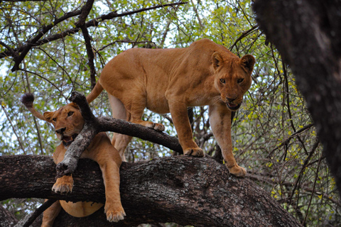 2 Tage Tansania-Safari zum Tarangire und Ngorongoro-Krater