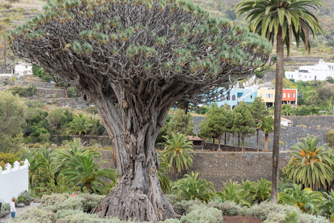 Balades Découverte Teide - La Orotava - Icod de los Vinos