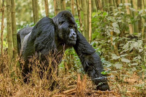 Tagestour: Gorillatrekking in Musanze