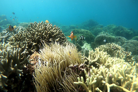 Cebu Adventure: ATV, Mantayupan Falls & Moalboal Snorkeling Cebu Adventure Delight: Falls, ATV, Sardines, Turtles, Beach