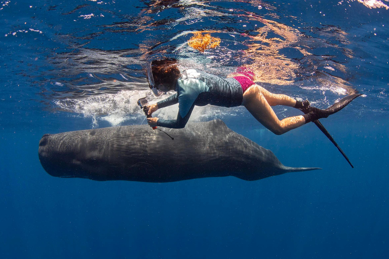 Sri Lanka: Whale Watching and Snorkeling Boat Tour