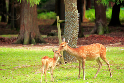 Osaka: Kyoto World Heritage &amp; Nara Cute Deer 1-Day Bus Tour