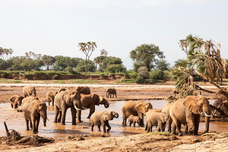 Depuis Nairobi : 3 jours dans la réserve nationale de Samburu