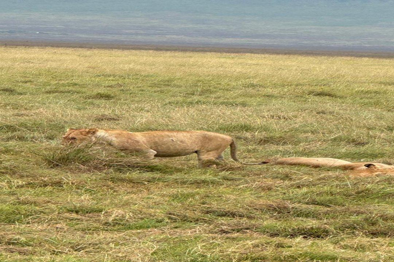 Safari de los Cinco Grandes: Inolvidables avistamientos de animales en Tanzania&quot;