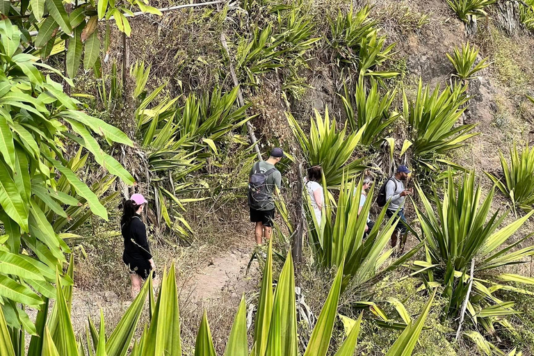 Walking tour Rui Vaz, Longueira and Botanical Garden