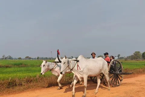 Siem Reap: Visita a uma aldeia autêntica com um passeio de carro de bois