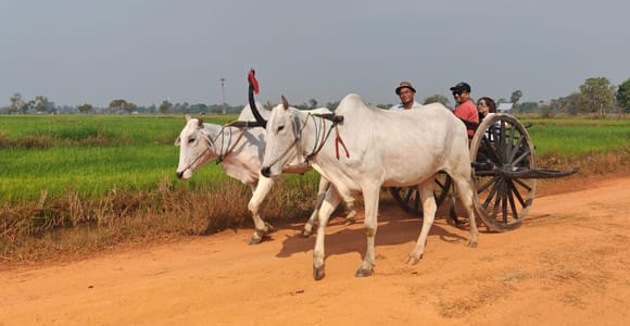 Siem Reap: Authentic Village Tour with Ox Cart Ride