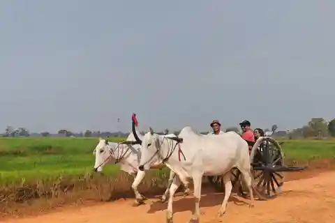 Siem Reap: Visita a uma aldeia autêntica com um passeio de carro de bois
