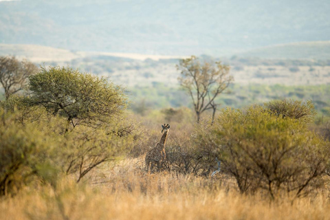 Pilanesberg: Morning-to-Sunrise Safari in an Open Vehicle Small Group Sharing Rate