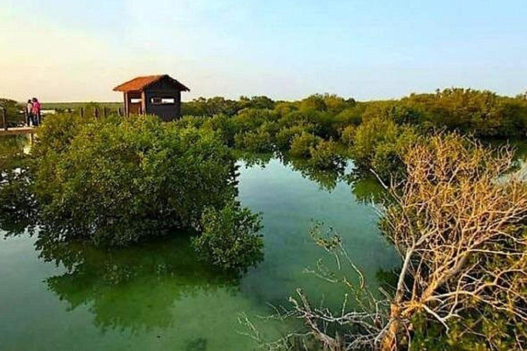 الدوحة: جولة إيكولوجية بصحبة مرشد في غابة المفرق المانغروفالدوحة: جولة إيكولوجية بصحبة مرشدين في غ