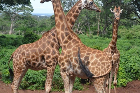 Nairobi: Nationaal Park, Olifantenweeshuis &amp; Giraffencentrum