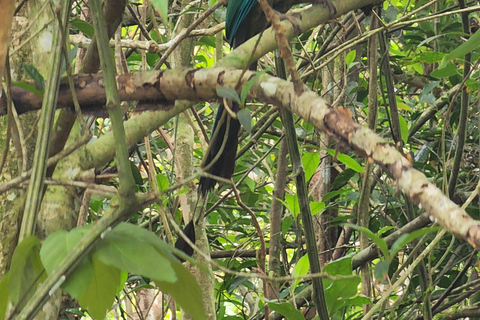 Boquete: Fun Adventure at Finca CreaDora – Coffee, Animals, and Hiking