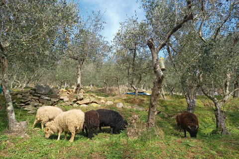 Pisa: Pisan Mountains Dwarf Sheep and Olive Oil Tour