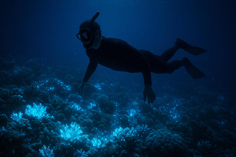 Mirissa: nachtelijk snorkelavontuur met koraalrif en vissenMirissa: nachtelijk snorkelavontuur met lokale gids