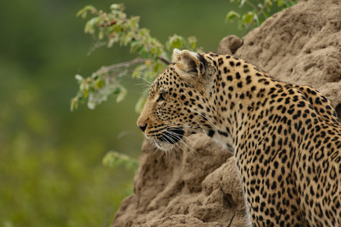 Wilpattu National Park: Half-Day Safari with Meals & Pickup Evening Safari with Meals (From Wilpattu Area)