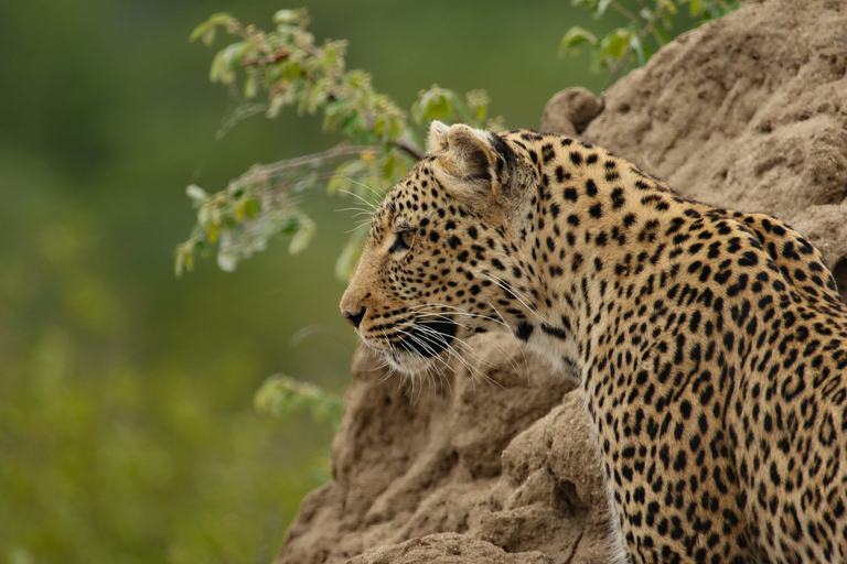 Wilpattu National Park: Half-Day Safari with Meals & Pickup Evening Safari with Meals (From Wilpattu Area)