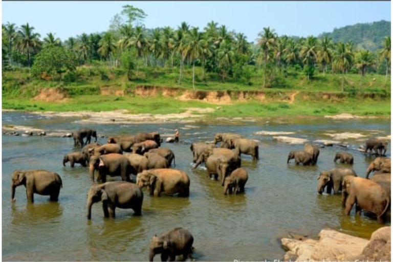 Merveilles de Pinnawala et charmes de Kandy : Une expédition en Tuk Tuk