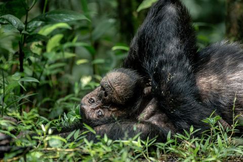 3 dagars schimpanssafari till Kibale nationalpark