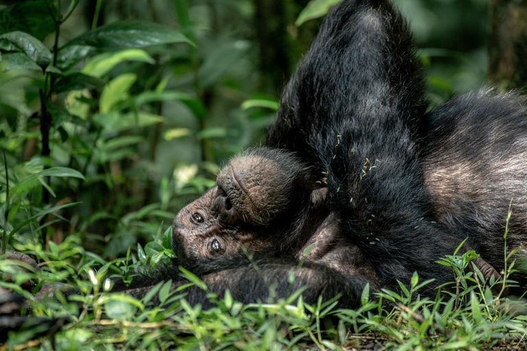 3 dagars schimpanssafari till Kibale nationalpark