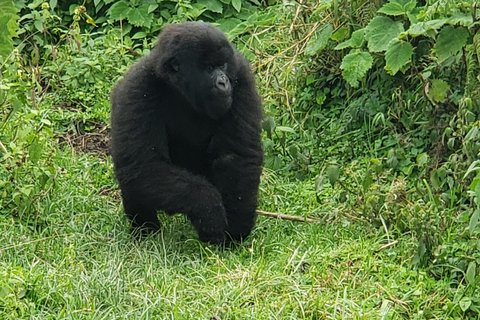 Rwanda: 2-Day Gorilla Trekking Safari from Kigali