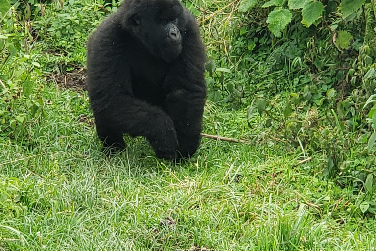 Rwanda: 2-Day Gorilla Trekking Safari from Kigali