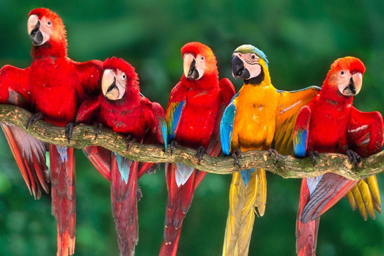 从库斯科出发：4天波尔图马尔多纳多之旅 - 桑多瓦尔湖&quot;从库斯科出发：4天波尔图马尔多纳多之旅——桑多瓦尔湖