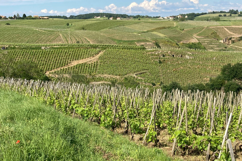 DÚO PADRES HIJOS VINO CÔTE-RÔTIE VISITA TURÍSTICA