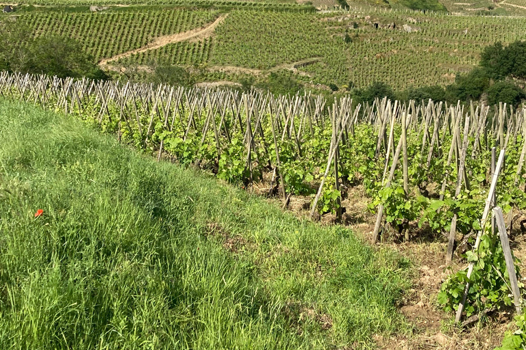 DUO FÖRÄLDRAR BARN VIN CÔTE-RÔTIE TUR BESÖK