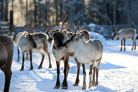 Reindeer Sleigh Ride and Farm tour to feed the reindeer