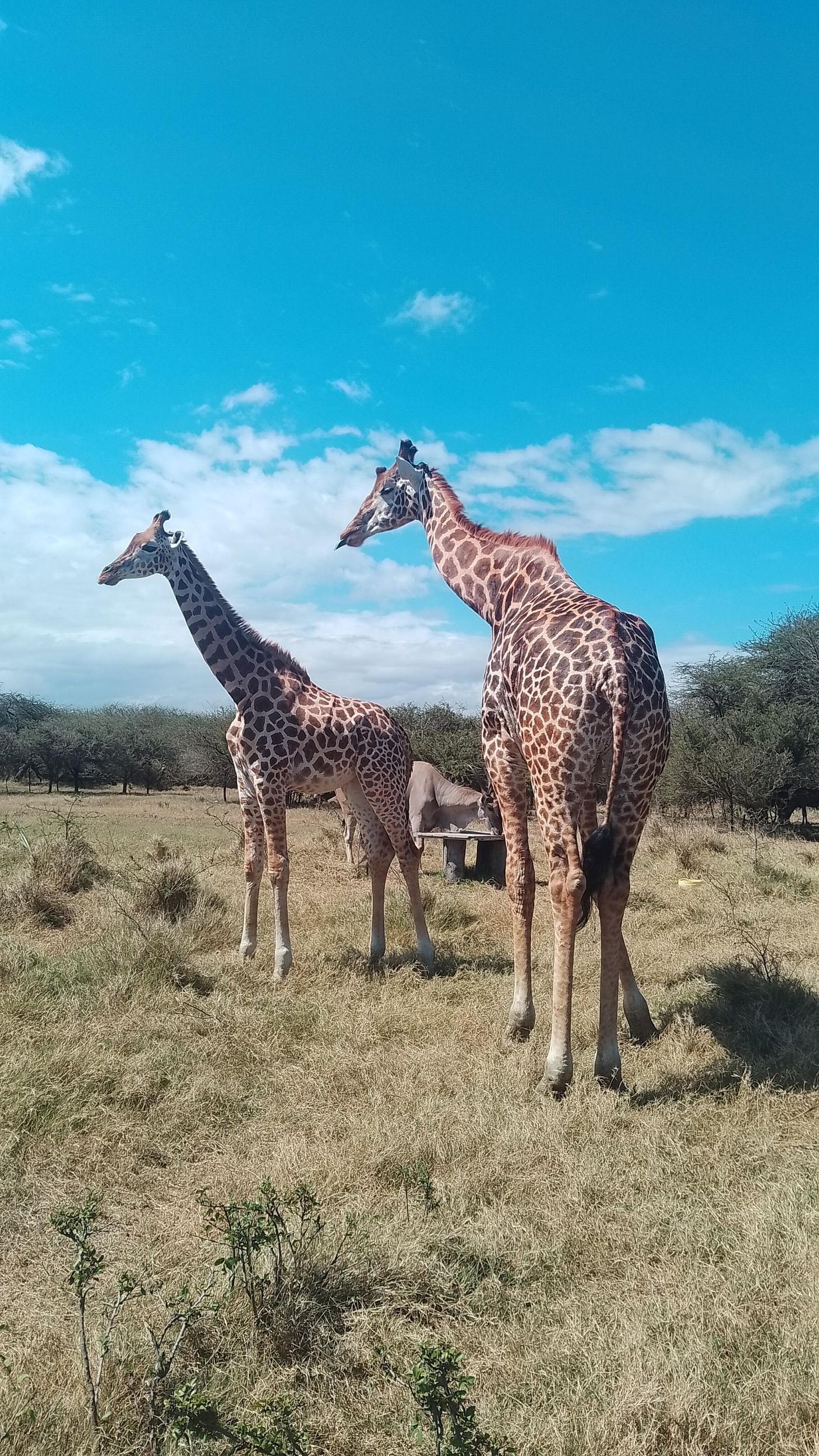 Mombasa: Geführte Naturwanderung im Wildreservat