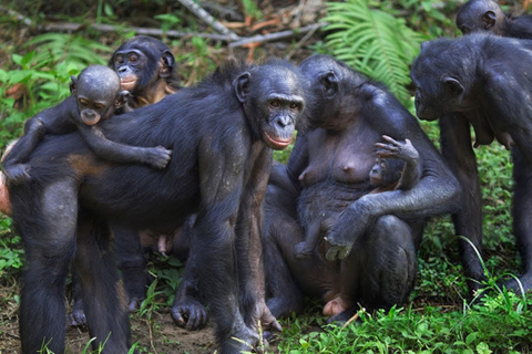 From Kigali: Nyungwe National Park 2-Day Tour with Zipline 2 Day Chimpanzee Trek, Canopy Walk, Zipline & Waterfall Tour