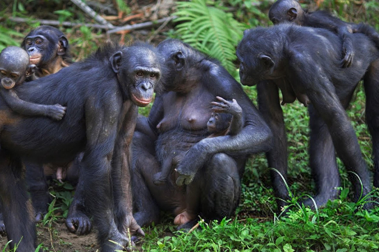 From Kigali: Nyungwe National Park 2-Day Tour with Zipline 2 Day Chimpanzee Trek, Canopy Walk, Zipline & Waterfall Tour