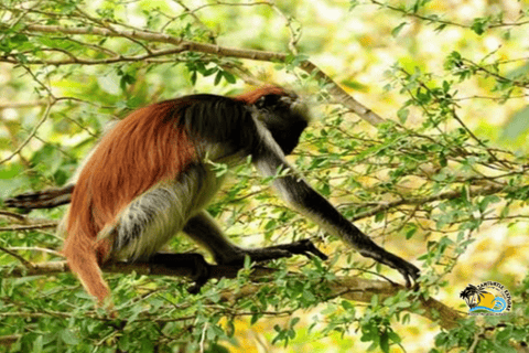 Zanzibar: Blå lagunen, sjöstjärnor och Jozani-skogenTransfer till hotell var som helst på Zanzibar