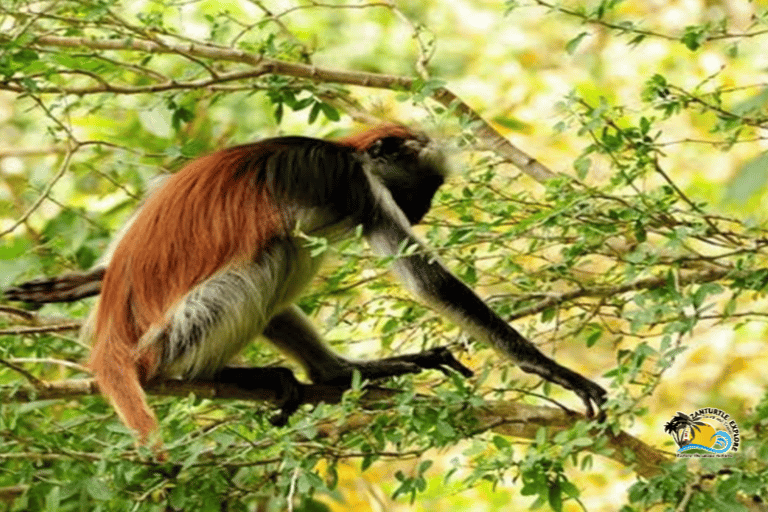 Zanzibar: Blå lagunen, sjöstjärnor och Jozani-skogenTransfer till hotell var som helst på Zanzibar