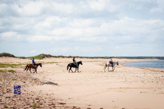 Visit Prince Edward Island: Beginner Horse Ride On The Beach in Cavendish