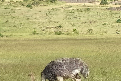 Nairobi: 3-Day epic trip to Maasai Mara Reserve with meals 3 days, 2 nights private safari to Mara in a tourist VAN